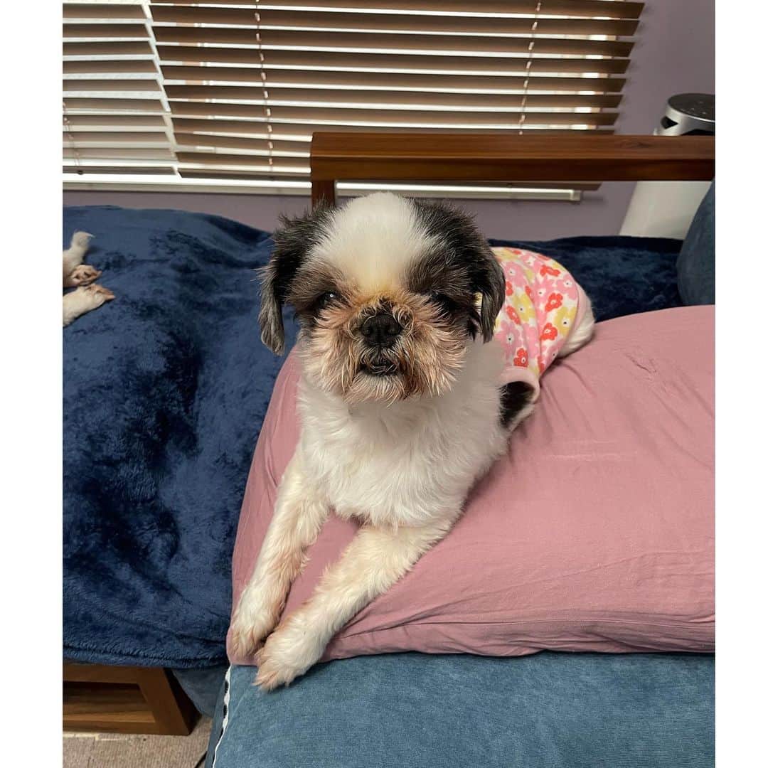 のインスタグラム：「たらこは足が長くてまっすぐなの   #shihtzu  #シーズー #たらこちゃん」