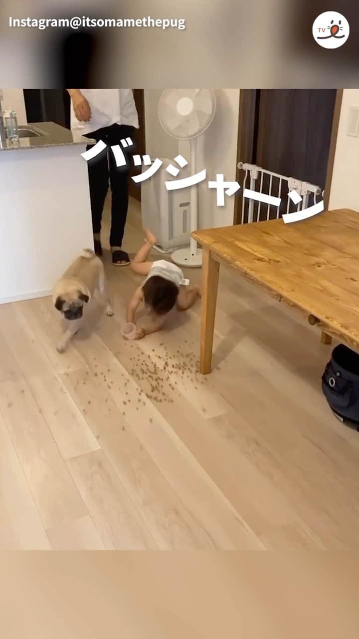 PECO いぬ部のインスタグラム：「「ボクは食べられれば気にしないけどね😋」  ㅤㅤ 今回素敵な投稿をしてくださったのは… @itsomamethepug さん （黒豆くん(愛称：おまめ)）  他にも素敵なお写真がたくさんあるので ぜひ遊びに行ってみてね♪ ㅤㅤ ㅤㅤ ㅤㅤ 〖 #pecoいぬ部（ #ペコねこ部 ） 〗をつけてご投稿いただくと PECOのSNSで楽しくご紹介させていただきます😋 フォロー&コメントお待ちしています✨ ㅤㅤ ㅤㅤ  ============================== @pecodogs（ @pecocats ）☚YouTubeでも可愛いワンコ（ニャンコ）紹介中🐶💕 ==============================  #犬のいる暮らし #犬部 #犬好きな人と繋がりたい #dogstagram #doglover #멍스타그램 #개스타그램  #おまめとおとーと #パグ #ワンコのいる暮らし  #大惨事 #やらかし #大事件 #incident #omg」