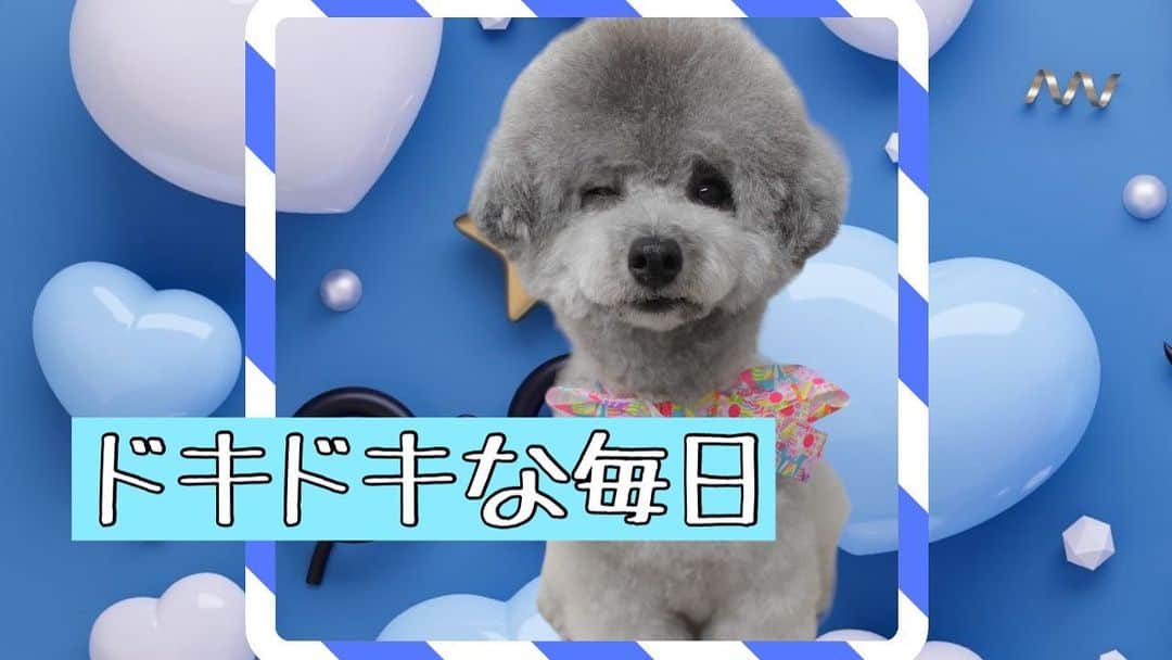 のインスタグラム：「【未だかな？まだかな？】#uno1ワンチャンネル #宇野昌磨 #宇野樹 #トイプードル生活 #フィギュアスケート #いぬとの暮らし https://youtu.be/CvuuSlKOhvA」