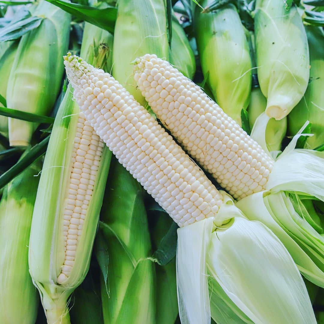 愛知県田原市さんのインスタグラム写真 - (愛知県田原市Instagram)「sweet and juicy! Crunchy texture is irresistible!! * 甘くてジューシー！ シャキシャキがたまらないっ！！ * #フルーツ のような甘みが ギュッとつまった#白いとうもろこし  生でも食べれて まさに#畑のスイーツ !!  そのまま食べても美味しいけど、 #とうもろこしご飯#とうもろこしのかき揚げ #焼きとうもろこし#サラダ いろんな食べ方が楽しめるね😋✨  #とうもろこし#ホワイトコーン#トウモロコシ#夏野菜#収穫  #たはら暮らし  #渥美半島#田原市#伊良湖岬#伊良湖#赤羽根#菜の花浪漫街道  #tahara#irago#akabane#サーフィン#surfing#田舎暮らし#日々の暮らし #休日の過ごし方#スローライフ #instagramjaran#igersjp」7月10日 17時21分 - tahara_kurashi