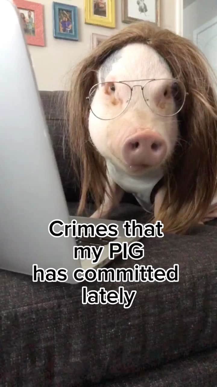 Hamletのインスタグラム：「PIG & ORDER 🐷🚓  #lawandorder #law #piggy #piglife #svu #netflix #hulu #peacock #lawandordersvu #mariskahargitay #localclarksville #clarksville #clarksvilletn #tn #tnvacay #nashville #cats #pigs #pigsaspets #minipig #bestfriends #mischievous #naughtypets #sillypets #funnypets #petstagram #petsofinstagram #pigstagram #summerfun #hahahahaha」