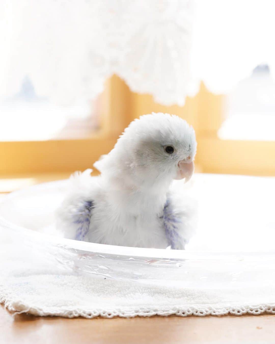 SAORIさんのインスタグラム写真 - (SAORIInstagram)「. Bath time🐦💦 * * 今日は写真のみ デューの水浴び写真です かわいいね、デューのまんまるなおめめと青い羽が大好き♡ * * 2023.7.10  #インコ #マメルリハ #マメルリハインコ #小鳥 #parrotlet #pacificparrotlet #petbird #parakeet #bird #birb #forpus #birdsofinstagram #animalsco  #weeklyfluff #igersjp #kawaii #Sittich  #perruche #잉꼬 #papagei #papagaio #papağan #thisweekoninstagram」7月10日 20時46分 - ramune0123