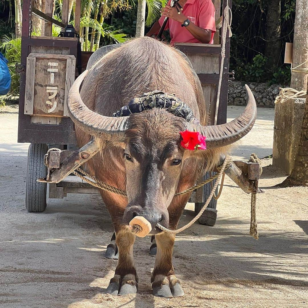 野本愛さんのインスタグラム写真 - (野本愛Instagram)「竹富島で牛車に乗ったよー🥰💕💕  担当してくれた水牛は ニーランちゃん🥰✨  若い牛で3ヶ月で仕事覚えた 頭のいい子なんだって❣️  水牛の中には 4年かけてやっと仕事覚えた子もいるらしい😆😆笑笑  安全運転してくれたよ❣️  この日の竹富島は めちゃくちゃ晴れてて 空の青が綺麗だった❣️ 砂が白いから 彩度が高い景色でした🩵🩵  ただ暑すぎて 熱中症になりそうレベルで 日差しも強くて😂😂  竹富島で人気のかき氷屋さんに 行ったら臨時休業だし 暑さで体力なくて コンドイビーチに行かれなかった😂😂  次はコンドイビーチも行きたいな❣️  星のや竹富島泊まりたい🏝️笑  ワンピはオーストラリアのブランドの @misterzimi 👗 ラッシュガードは @uniqlo 👚  日差しが強すぎてUVカットの パーカーないと厳しいです😆  #竹富島 #竹富島観光 #竹富島水牛車 #竹富島水牛 #牛車 #水牛 #ニーランちゃん #沖縄旅行 #沖縄観光 #島旅 #離島 #離島巡り #旅の思い出 #沖縄観光スポット #沖縄好き #旅女子 #晴れ女 #旅行コーデ #misterzimi #ユニクロきれいめ部 #ラッシュガード #ワンピースコーデ #taketomiisland #taketomijima #okinawatrip」7月10日 21時00分 - himemode