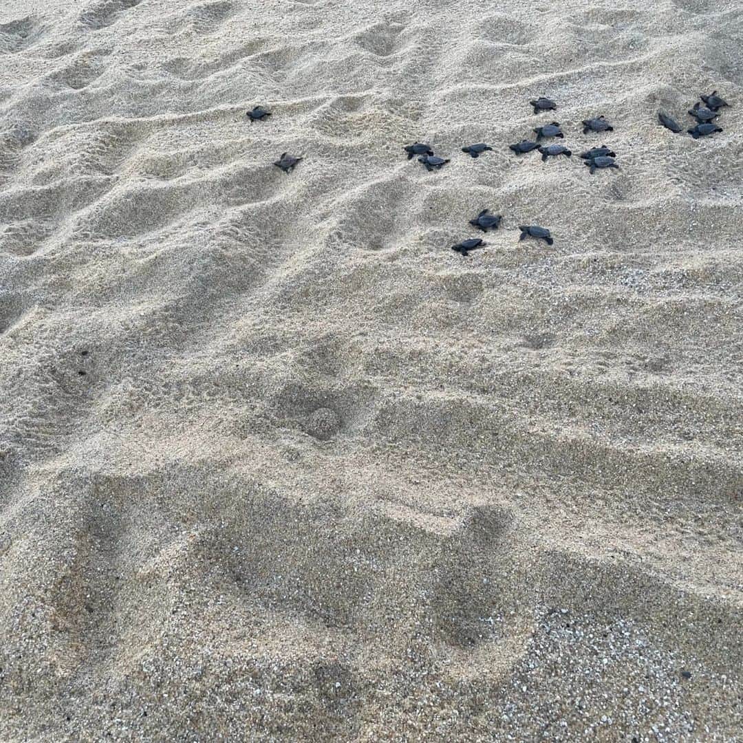 Candlewick Co., Ltd.さんのインスタグラム写真 - (Candlewick Co., Ltd.Instagram)「来たる7月17日は「海の日」ですね！ それぞれお気に入りの海があるかと思いますが、私横山からは昨年訪れた屋久島の海をご紹介致します。  屋久島と言えば屋久杉トレッキングが目玉ですが、下調べ中に、ウミガメが産卵にくる海の目の前のロッジを見つけました。時期的に産卵期は終わり、孵化した子ガメが見られるかもという期待を胸に出発！ レンタカーでしか行けない場所で、夕方18時すぎに到着した際の目の前の綺麗な海の景色に息を呑みました。部屋からそのまま砂浜に出られるようになっていて、娘たちはあっという間に水着に着替えてビーチへ。わたしたちはゆっくりとビール片手にサンセットを眺め、至福の時を過ごしました。  そして、翌朝早起きをして海辺を歩いていると、穴から出てきた子ガメたちが一生懸命に海に向かう姿に遭遇！砂の凸凹でひっくり返ったりしながら海に向かっていき、上手く波に乗れずに失敗しながらも最終的に大海原にでていくのです。鳥や魚のエサとなり成長できるのはわずからしいのですが、一斉に沖を目指す姿は可愛くもたくましく神秘的でした！！    次回は産卵するウミガメの姿を見に、もう一度訪れたいと思っています。  This year, Ocean Day is on July 17th, and it is a great day to celebrate the importance of oceans to our world and our daily lives. We're sure each of you has your own favorite sea, but Candlewick's Kyoko would like to introduce the sea of Yakushima, which she visited last year.  "When it comes to Yakushima, trekking is the highlight, but during my research, I found a lodge right in front of the sea where sea turtles come to lay their eggs. The spawning season was over, and we might be able to see the hatchlings!   The location is only accessible by rental car, and when we arrived in the evening, the beautiful view of the ocean took our breath away. We were able to go straight from our room to the beach, and in no time at all, we were in our swimsuits and ready to go! We spent a blissful time watching the sunset with a beer in hand.  We woke up early in the morning and walked along the beach, where we saw hatchlings emerging from their burrows and heading for the ocean! Even though they were unable to ride the waves well, they eventually made their way out to the open sea. Apparently only a few of them make it to adulthood, as they become food other animals, but the sight of them all heading out to sea at once was both cute, empowering, and mysterious!    Next time I would like to visit again to see the sea turtles laying eggs."  #キャンドルウィック #広報 #マーケティング #サステナブルPR #コミュニケーションデザイン #candlewickpr #tokyopr #communicationdesign #marketing #海の日 #屋久島 ＃ウミガメ ＃サンセット #ocean #japan #yakushima #seaturtles」7月10日 21時27分 - candlewick_jp