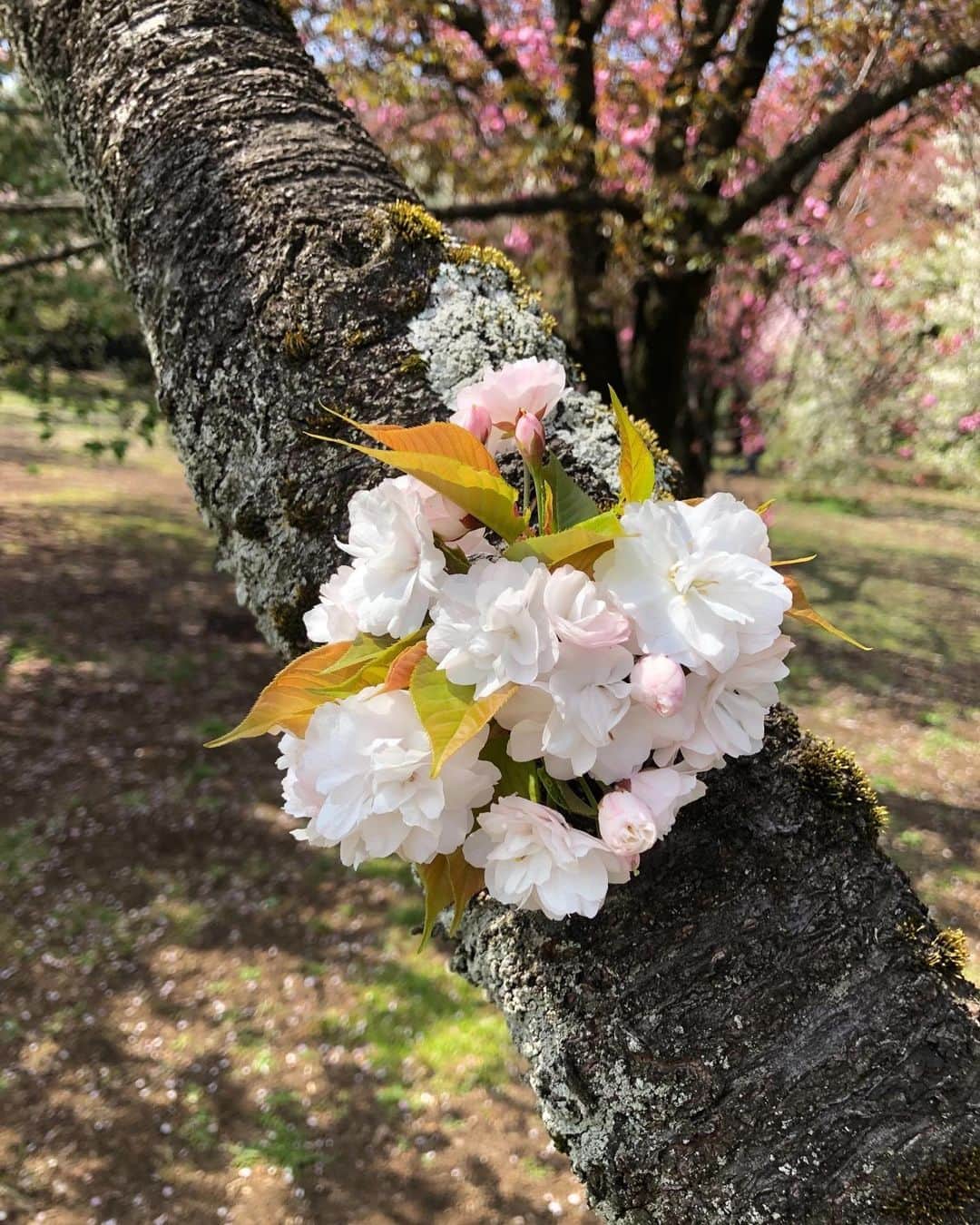 のインスタグラム：「お父さんを見送った日  表裏のない 漢らしく でもちょっとビビりな かわいいかわいいお父さん  いつまでもいつまでも大好き」