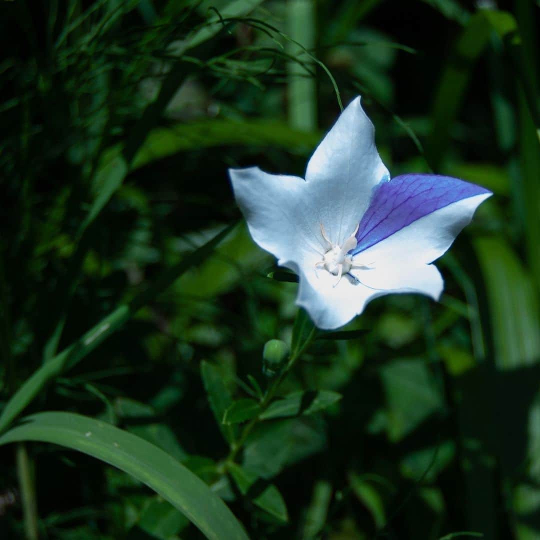 呑龍文庫ももとせさんのインスタグラム写真 - (呑龍文庫ももとせInstagram)「斑入りの 一輪を発見しました。  裏庭の桔梗の花が 今年も涼やかに咲いています。」7月10日 21時54分 - donryu.momotose