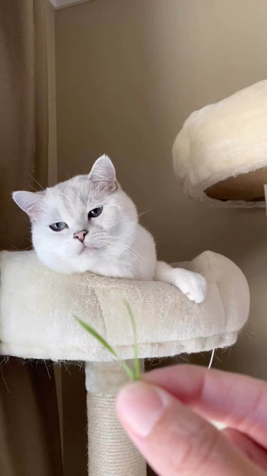 ミスター・ホワイトのインスタグラム：「My favorite treats 😆   #meow #cats #catsofinstagram」
