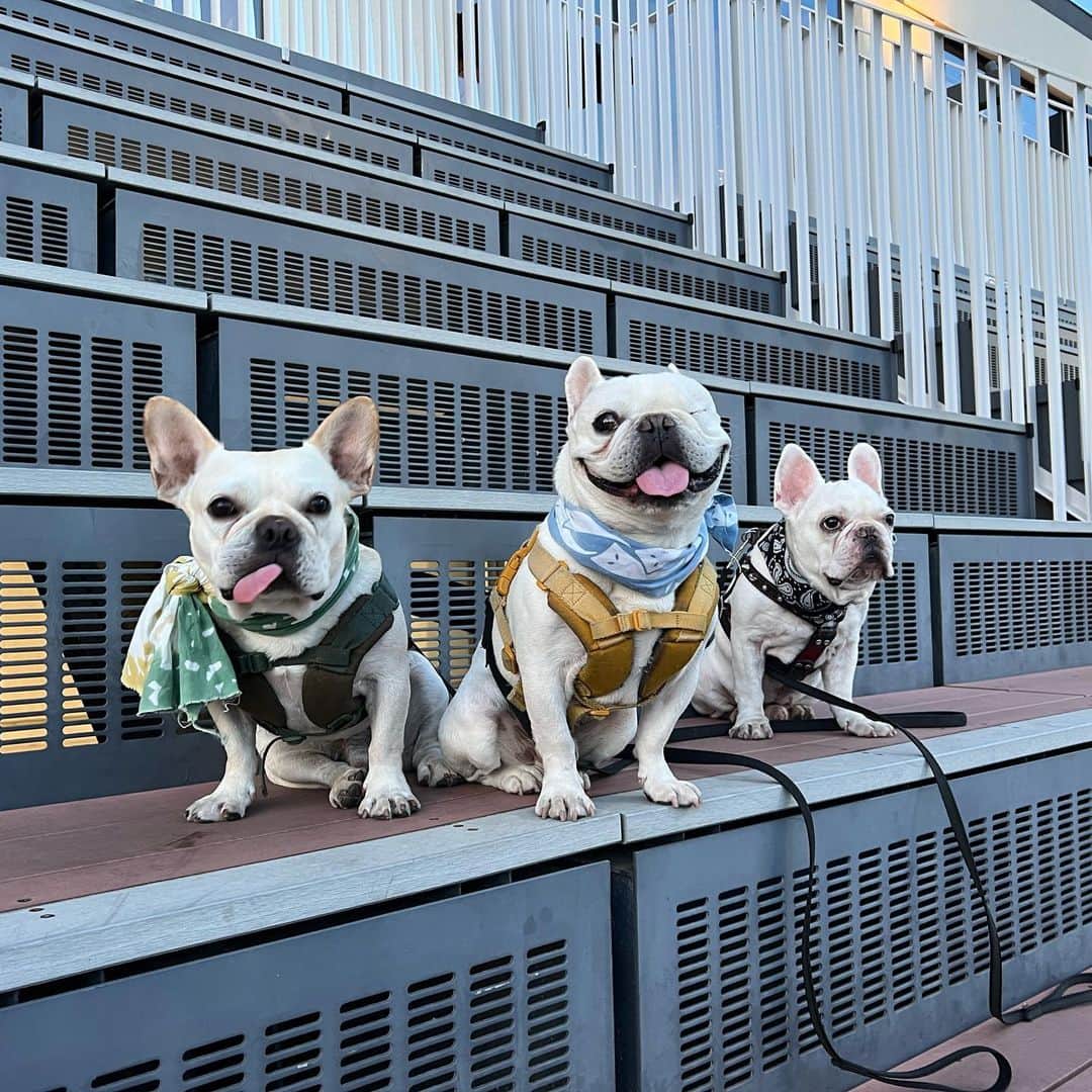 つの丸のインスタグラム：「明日も暑いようです🥵 風が吹いてくれると少し楽です  #frenchbulldog #フレンチブルドッグ #ふがれす #ふがふがれすきゅークラブ #保護犬 #保護犬を家族に #保護犬を家族に迎えるという選択肢 #フレ吉124号」
