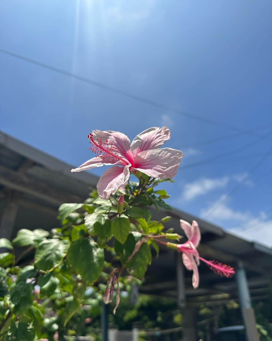 石原未梨さんのインスタグラム写真 - (石原未梨Instagram)「ちょこちょこ写真載せていく🌺」7月10日 22時27分 - miri_ishihara