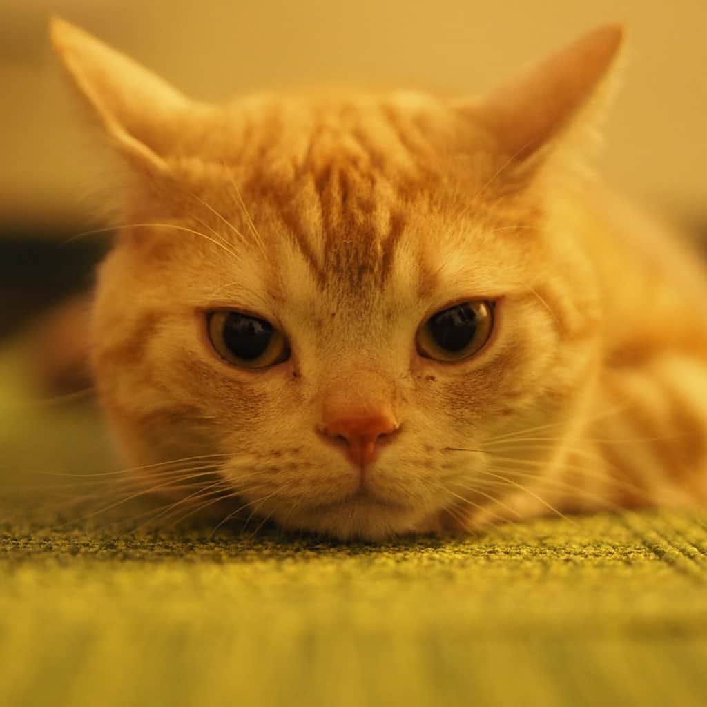 ruiruiのインスタグラム：「イカ耳こっちゃん（2023/07/10） . .  #虎大朗  #スコティッシュフォールド #猫 #ねこ #にゃんこ #ネコ  #ねこ部 #ふわもこ部  #ねこすたぐらむ #にゃんすたぐらむ #ねこのいる生活 #ねこのいる暮らし #猫好きさんと繋がりたい #猫のいる暮らし #cat #instacat #catstagram  #ilovemycat #instagramcats  #meow #pet #petstagram #catstagram_japan #kitty」