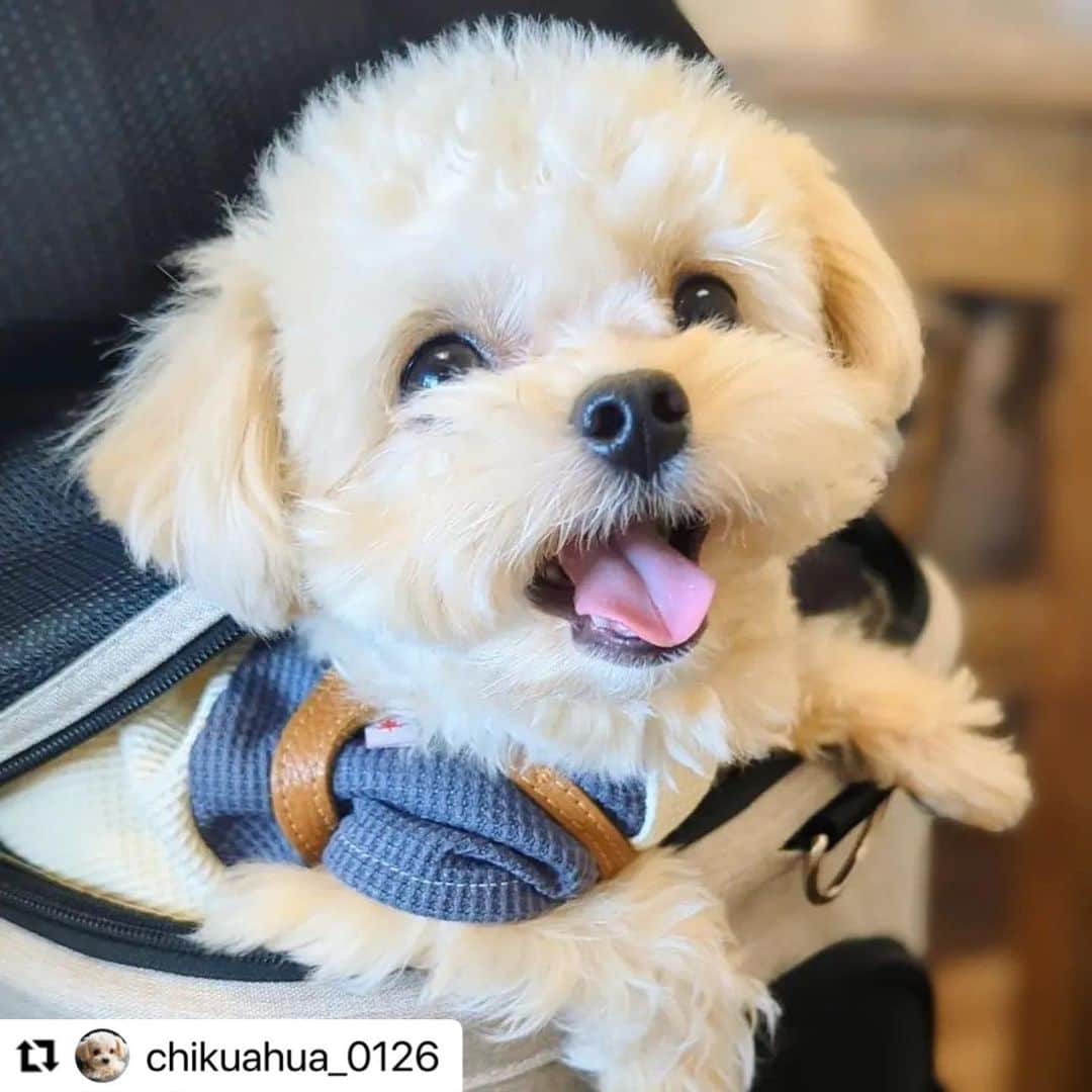 【公式】いぬのきもち・ねこのきもちのインスタグラム：「#Repost @chikuahua_0126 さんのちくわくん。  バギーから元気に こんにちわん🎵  ハッシュタグ #いぬのきもち #ねこのきもち に投稿いただいた可愛い写真をご紹介しています！ 「いぬのきもちWEB　MAGAZINE」、「ねこのきもちWEB MAGAZINE」でもご紹介させていただくことも！  -------------------  .  #いぬ #いぬすたぐらむ #いぬのいる暮らし #いぬのきもち #いぬ好き #犬 #犬好きさんと繋がりたい #犬のいる生活 #犬と暮らす #犬好き #dog #dogsofinstagram #dogstagram  #チワワ #プードル」