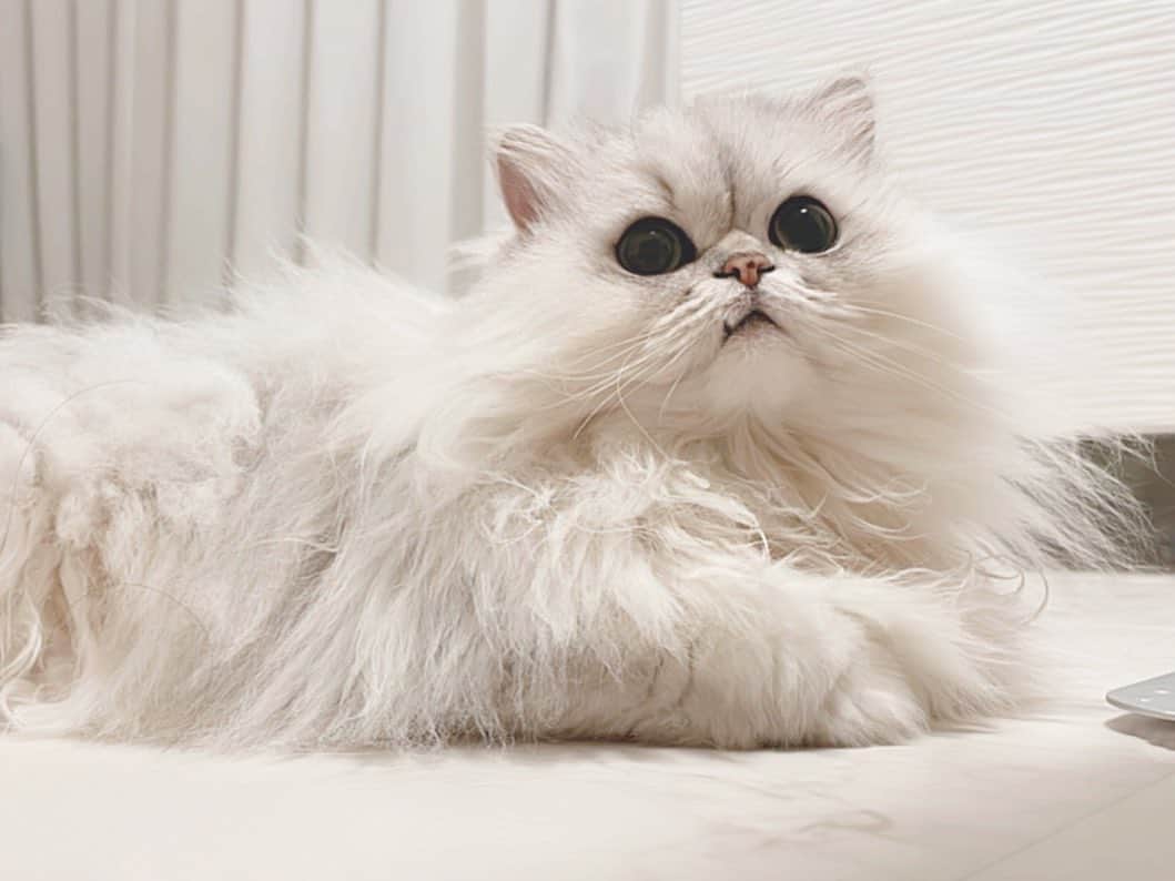 hanachan.officialのインスタグラム：「⠀  最近お返事もよくするし、 サイレントニャーもよくするはなちゃん💓  ⠀ #はなちゃん  #いいこ #癒し #かわいい #チンチラシルバー #猫 #ねこのいる暮らし #ふわもこ部 #もふもふ #にゃんすたぐらむ #ねこのいる生活  #サイレントニャー #白猫 #home #lovecats #cat #pet #chinchillacat #cute #animal #persiancat #kawaii #gato #고양이 #catlover #meow #nocatnolife #love」