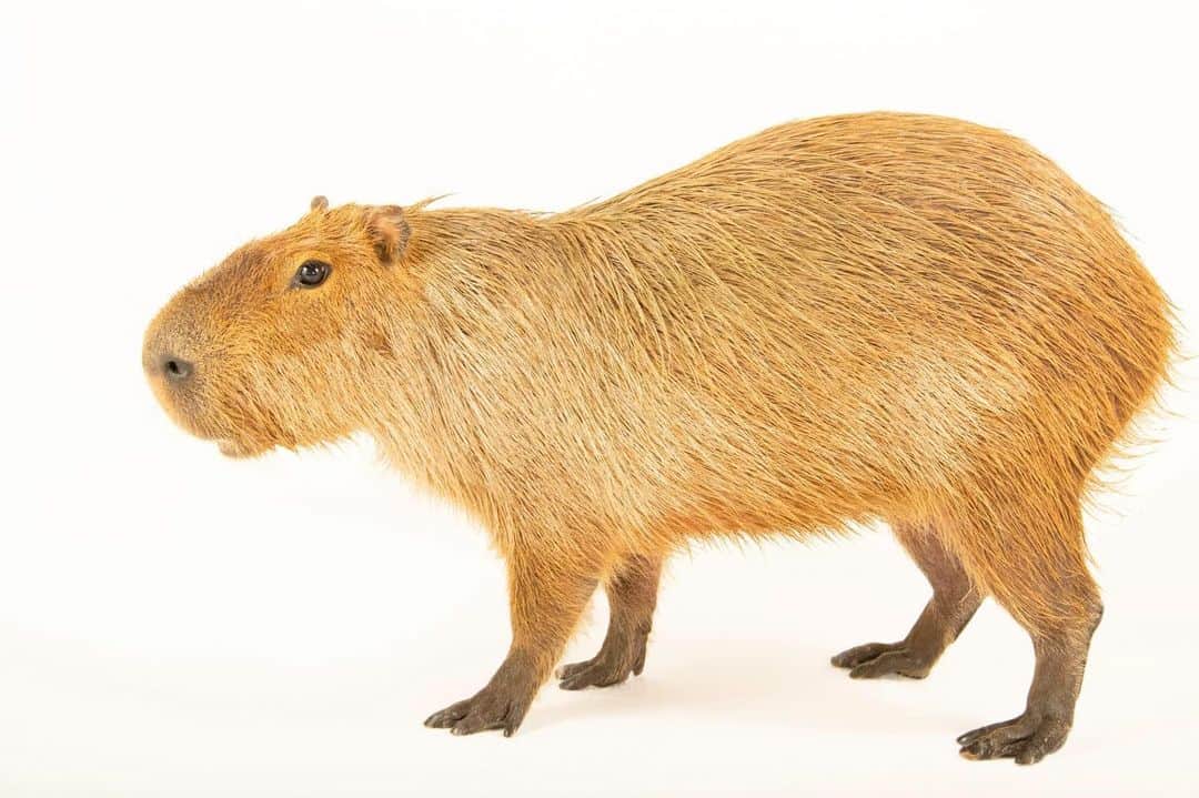 Joel Sartoreさんのインスタグラム写真 - (Joel SartoreInstagram)「Meet the capybara - the largest rodent on Earth. This species has recently found fame on social media due to its cute appearance and seemingly laid back personality. However, things are not always quite as they seem, as capybara are constantly on high alert. You would be too if you were a regular menu item for jaguars, pumas, caimans, boa constrictors, crab-eating foxes, and birds of prey like the caracara. The presence of predators, along with changing seasons, often determines what time of day this species is most active. Photo taken @alexandriazoo   #CapybaraAppreciationDay #capybara #rodent #animal #wildlife #photography #animalphotography #wildlifephotography #studioportrait #PhotoArk @insidenatgeo」7月10日 23時05分 - joelsartore