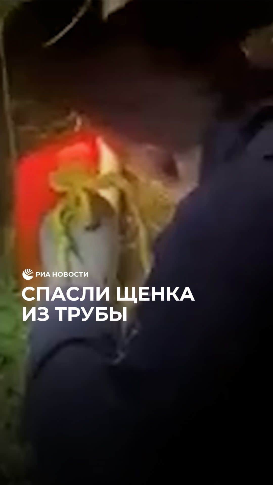 RIAノーボスチのインスタグラム：「В московских Текстильщиках маленький песик провалился в трубу в траве. Выбраться самостоятельно он не смог. На помощь бедняге прибыли спасатели. Они вытащили собаку и передали хозяевам」
