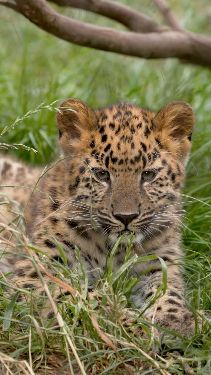 San Diego Zooのインスタグラム：「Keeping cub with the leopards 🐆  Satka’s cubs are growing more every day and have started testing the limits of their feline features. Are they a little clumsy? Yes. Could their claws still shred most materials? Also yes.  #AmurLeopard #Cubs #LittleLadies #SanDiegoZoo」