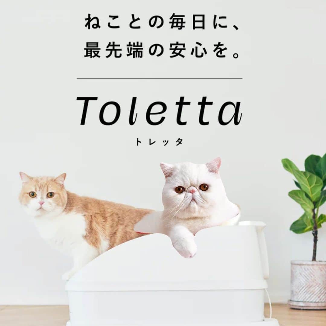 女将さんのインスタグラム写真 - (女将Instagram)「@toletta.cat  トレッタがAmazonプライムデーで 年内最安値の50%OFF🎉  6,980円が3,490円で購入できます！  気になってた方はこの機会にぜひ🎉  ストーリーズのリンクから購入できるようにしました🐈  #PR #トレッタ #amazonプライムデー #猫用品#猫#ねこ#ねこのいる生活#ねこのいる暮らし#エキゾチックショートヘア#ねこと暮らす#cat#cats#catstagram#ilovecats#instagram#instagood#nekostagram」7月11日 0時44分 - kinako_mochicat