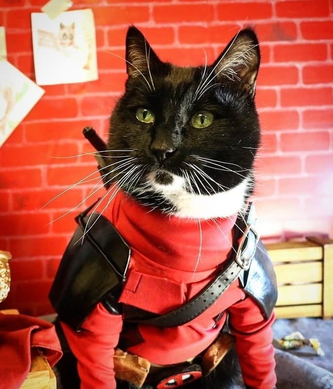猫コスプレのインスタグラム：「"Meowximum Effort." ~Catpool  #Deadpool #wadewilson  . . .   . . #marvel #marvelcosplay #deadpoolcosplay #catcosplay #cosplay #cosplayer #cat #catcostume #catsinclothes #petclothes #PetCostume #deadpoolmemes #funnycats #tuxedocat #humor #pun #funny」