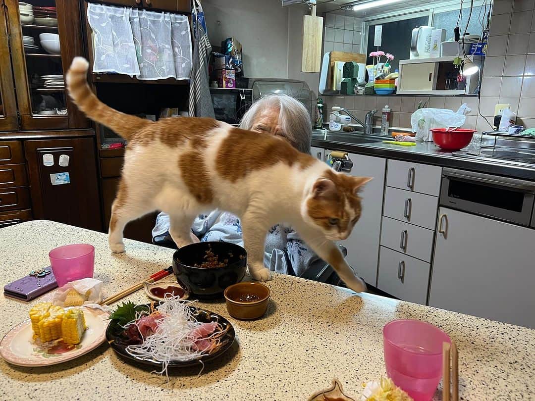 Kachimo Yoshimatsuのインスタグラム：「今日も通ります〜｡ 魚には目もくれません。  #うちの猫ら #猫 #oinari #バーバ #バーバと猫 #ねこ #ニャンスタグラム #にゃんすたぐらむ #ねこのきもち #cat #ネコ #catstagram #ネコ部 http://kachimo.exblog.jp」