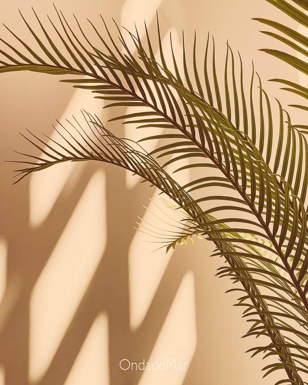オンダデマーのインスタグラム：「A calm space.🌴  We have a new website for purchases in the USA and its surroundings🥳👇🏼   OndadeMar.com   #medialuna #ondademar #onepiece #bikinideunapieza #bikiniusa #bikinicolombia #beach #summer」