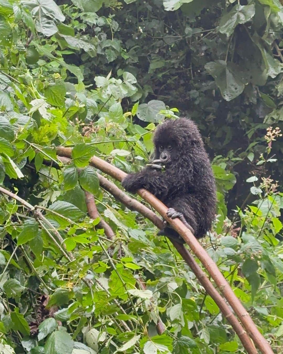 ミランダ・カーさんのインスタグラム写真 - (ミランダ・カーInstagram)「An unforgettable day trekking through the forest and witnessing a family of gorillas in their natural habitat 🦍🦍🦍」7月11日 2時09分 - mirandakerr