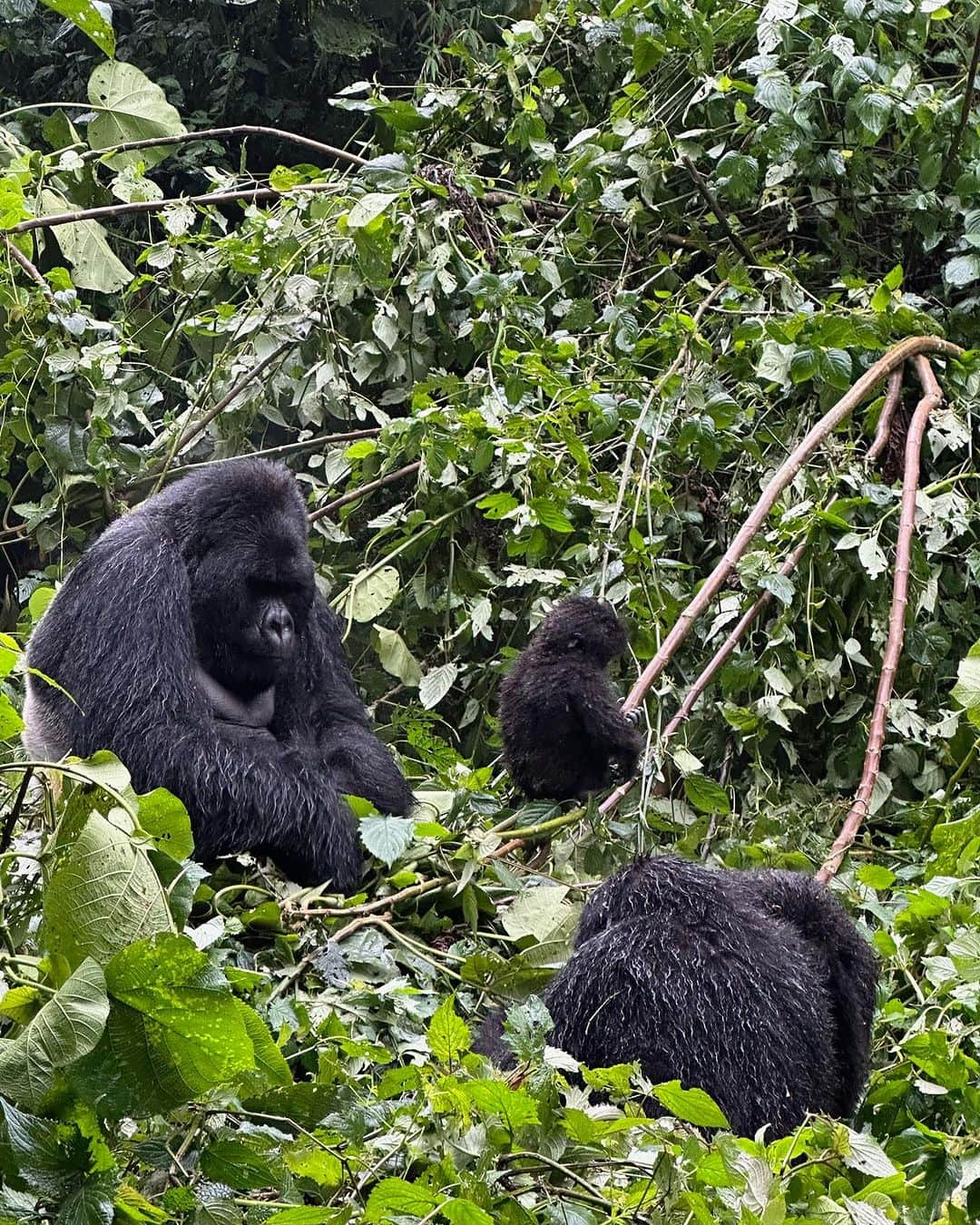 ミランダ・カーのインスタグラム：「An unforgettable day trekking through the forest and witnessing a family of gorillas in their natural habitat 🦍🦍🦍」