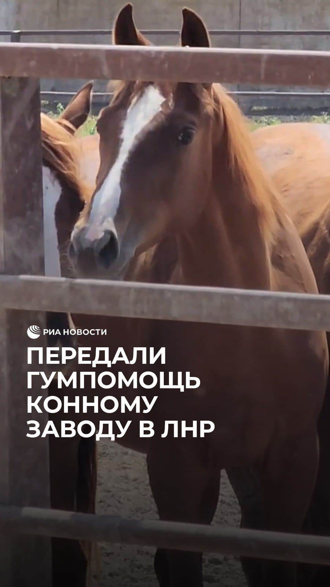 RIAノーボスチのインスタグラム：「Волонтеры доставили гумпомощь конному заводу в ЛНР. Сейчас предприятие испытывает временные сложности. Некоторым сотрудникам не выплачивают зарплату почти полгода. Им привезли продуктовые наборы и средства индивидуальной гигиены.」