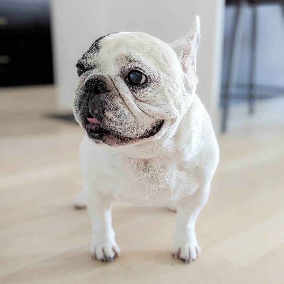 Manny The Frenchieのインスタグラム：「I've started this post a million times and I still can't find the right words that do Manny justice, he was just that special. My sweet baby boy, my pigs, my everything has crossed the rainbow bridge. We are absolutely heartbroken and to say we miss him so much is an understatement. I personally will never be the same without him. We know how much Manny was loved around the world and find some comfort in knowing so many people are sharing in our grief. I will miss him and honor him forever and beyond. We would like to thank all of you wonderful fans that have been so supportive and have followed Manny’s amazing journey . Through his platforms, we have met so many wonderful people and have been able to give back with Manny’s philanthropic efforts. Thank you from our family to all of you. ♥️ -Amber Manny's mom」