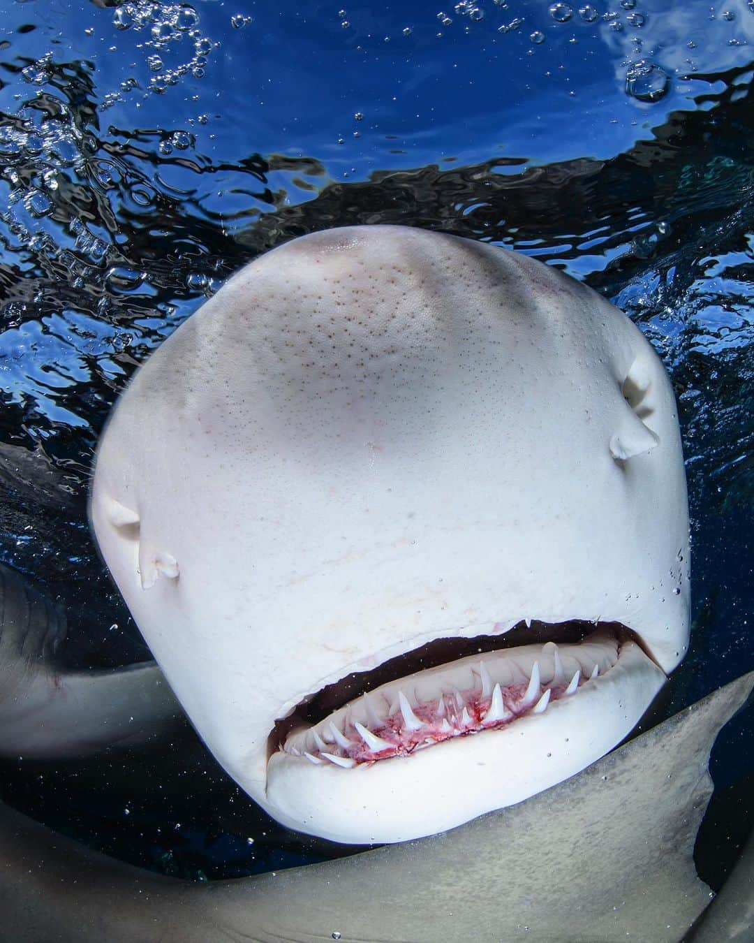 アニマルプラネットさんのインスタグラム写真 - (アニマルプラネットInstagram)「Boop! 🦈🍋  This lemon #shark was spotted swimming off the coast of The #Bahamas.  📷: Martin Voeller  Don’t miss #SharkWeek on Sunday, July 23 on @Discovery!」7月11日 3時20分 - animalplanet