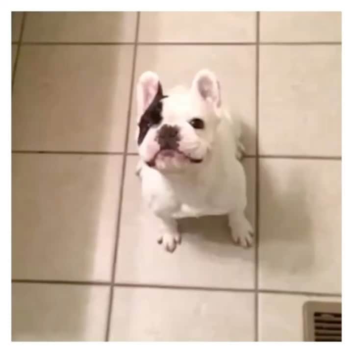 のインスタグラム：「You will be missed. ❤️  #RememberingManny #MannytheFrenchie」