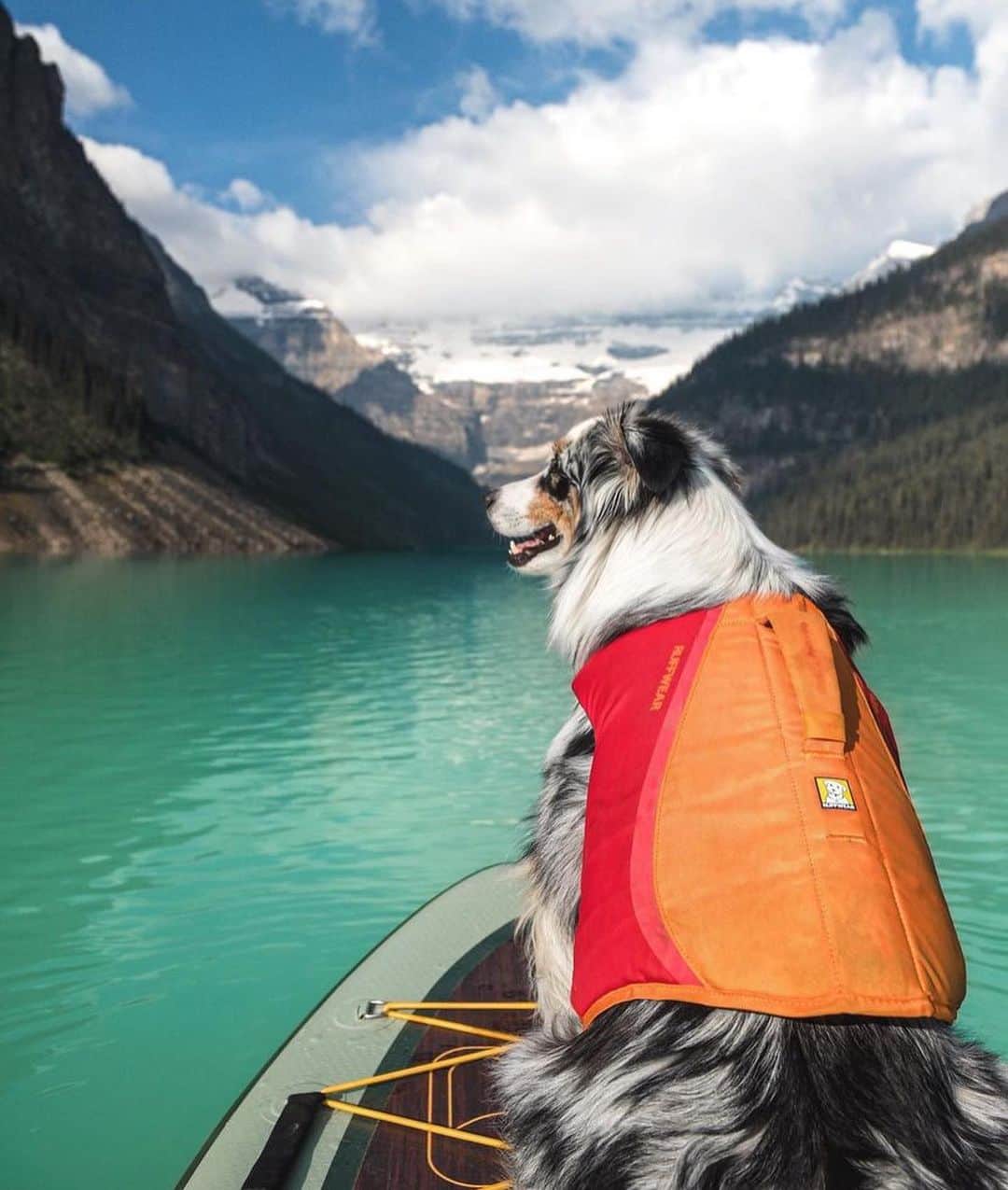 Bolt and Keelさんのインスタグラム写真 - (Bolt and KeelInstagram)「There’s nothing better than a day at the lake 🏔️ 🐾 🌊  @adventrapets ➡️ @carl.explores  —————————————————— Follow @adventrapets to meet cute, brave and inspiring adventure pets from all over the world! 🌲🐶🐱🌲  • TAG US IN YOUR POSTS to get your little adventurer featured! #adventrapets ——————————————————」7月11日 6時17分 - adventrapets