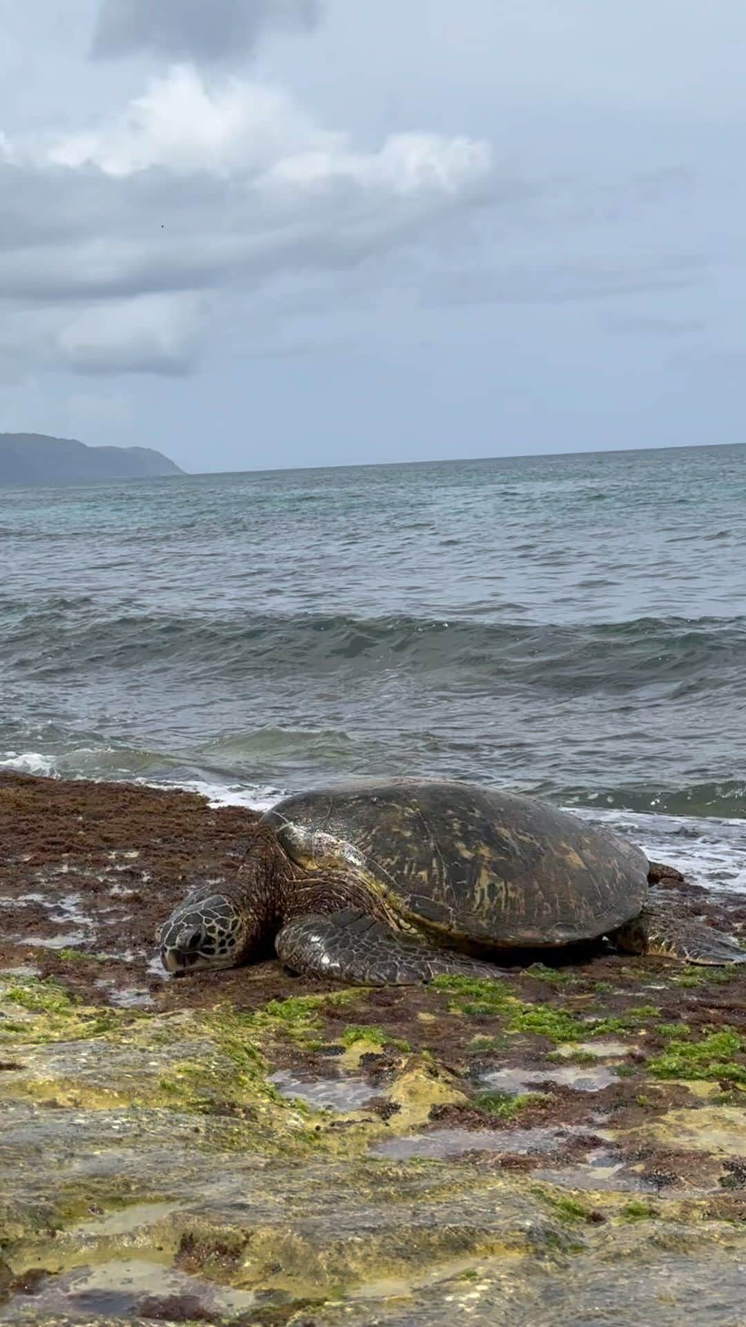 のインスタグラム：「おはよう☺️🌻 いつか見た海ガメ🐢 趣味ダイビングなわたし ダイビング始めてから海ガメが大好きに🐢💛 また早く会いたいな #熊切あさ美」