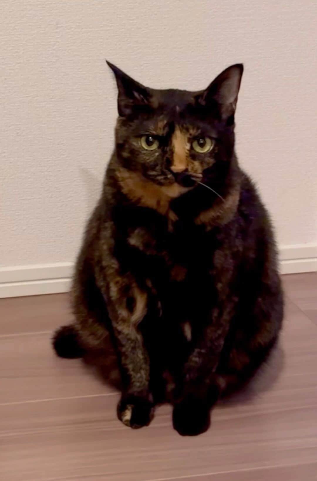 久保亜沙香のインスタグラム：「おはよございます🫧  アナちゃん🐾 くちあけないで鳴くのかわいい🐈‍⬛」