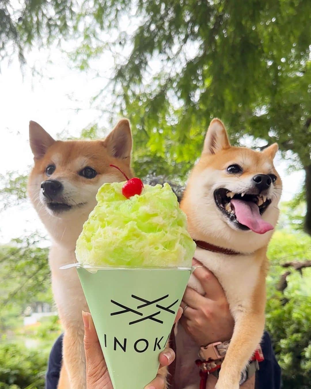 豆柴にこちゃんのインスタグラム：「🐶🍧 おはよー 井の頭公園でジャケ買いしたかき氷。  デカ‼️って思ったけど、 上げ底だったから実際は 量多くなかったよ〜  #柴犬#豆柴#mameshiba #shibastagram#japanphoto#shibainu#犬#shibainumania#犬のいる暮らし#shiba_snap#shibainupuppy#多頭飼い#dog#いぬすたぐらむ#puppy#dogstagram#instadog #doglover#pecoいぬ部#pecotv#いぬのきもち部#狗#子犬#barked#9gag#9gagpets#시바견」