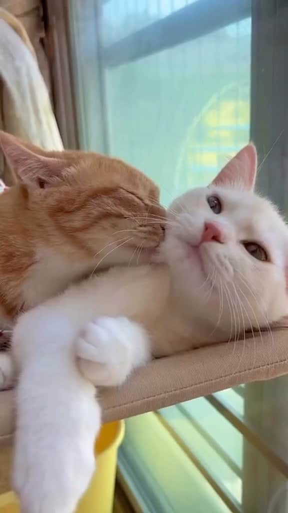 Cute Pets Dogs Catsのインスタグラム：「Love 😍  Credit: lovelyyou97326 (tt)  For all crediting issues and removals pls DM .  Note: we don’t own this video, all rights go to their respective owners. If owner is not provided, tagged (meaning we couldn’t find who is the owner), pls DM and owner will be tagged shortly after.  #kitty #cats #kitten #kittens #kedi #katze #แมว #猫 #ねこ #ネコ #貓 #고양이 #Кот #котэ #котик #кошка#cutecats #meow #kittycat #catinstagram #catsclub #caturday #catsofig #bestmeow #exellent_」