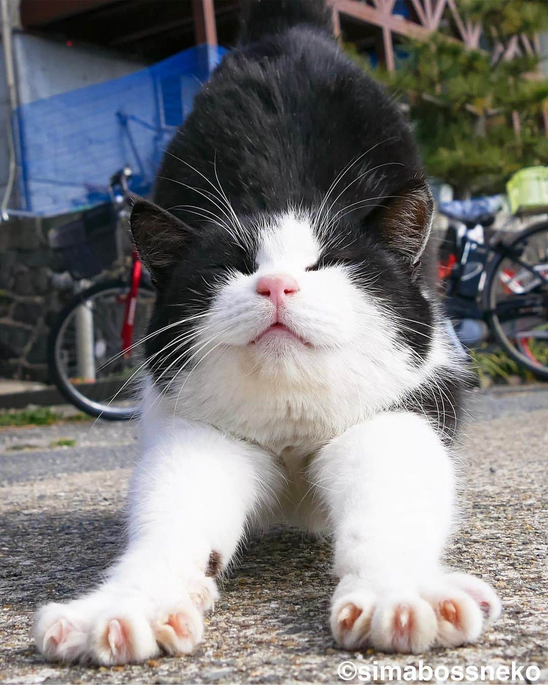 simabossnekoさんのインスタグラム写真 - (simabossnekoInstagram)「・ ㊗️Threads開設🎉  島猫スペシャルセレクション❣️ Island Cats special selection✨ Swipeしてね←←←🐾  ただいま、さちカレンダーと合わせて、2024年島猫週めくりカレンダーを鋭意制作中❗️ カレンダーには、島猫達の愛らしい瞬間がいっぱい。  さちカレンダーとのお得なセットも✨ カレンダーは近日発売です💪 是非楽しみにしていてくださいね😸  We are currently making “Island Cats Weekly calendar“ for 2024❗️ The calendar is full of adorable moments of island cats. We are preparing a great set with the weekly calendar and the Sachi calendar. Please look forward to it!  ・ #しまねこ #島猫 #ねこ #にゃんすたぐらむ #猫写真 #cats_of_world #catloversclub #pleasantcats #catstagram #meowed #ig_japan #lumixg9」7月11日 8時25分 - simabossneko