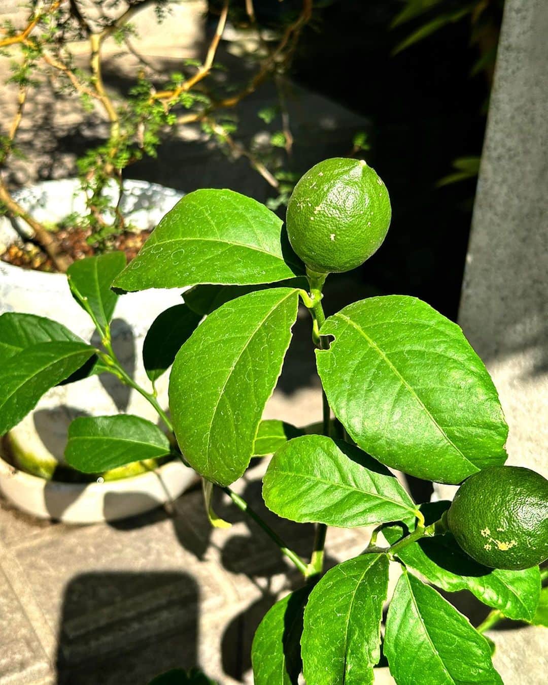 木山裕策さんのインスタグラム写真 - (木山裕策Instagram)「玄関に置いたレモンの木🍋、すくすくと育っております。柑橘系の植物は初めて育てるのでドキドキしておりますが、うまく実りますように🙏。  さて、今日は静岡県三島市にて「昭和歌謡コンサート」に出演いたします。今日も暑そうなので、皆様、注意してお越しくださいませ‼️」7月11日 8時59分 - kiyamayusaku