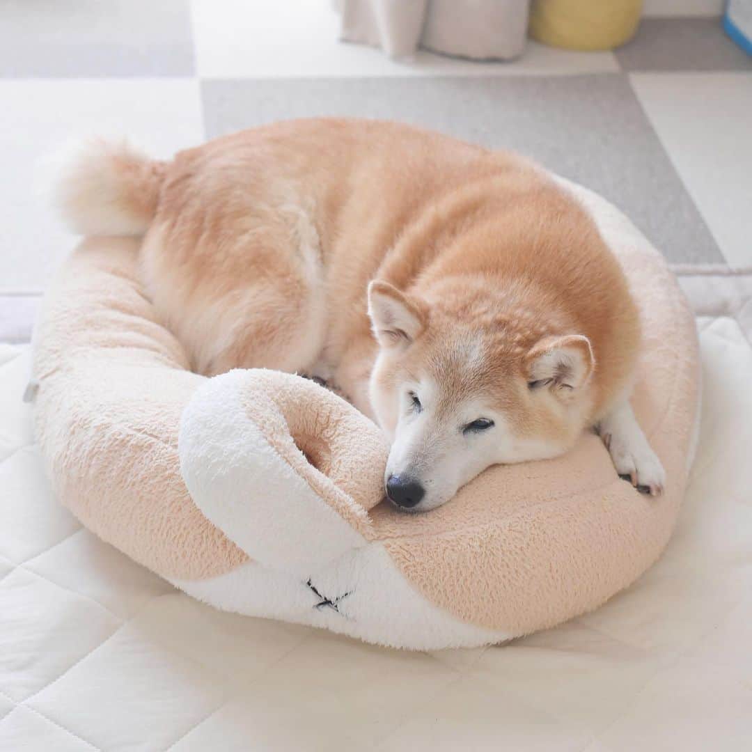 のインスタグラム：「昨日も猛暑の予報☀️ りんごさんは涼しい部屋でスヤ寝です😊 2023.7.11」