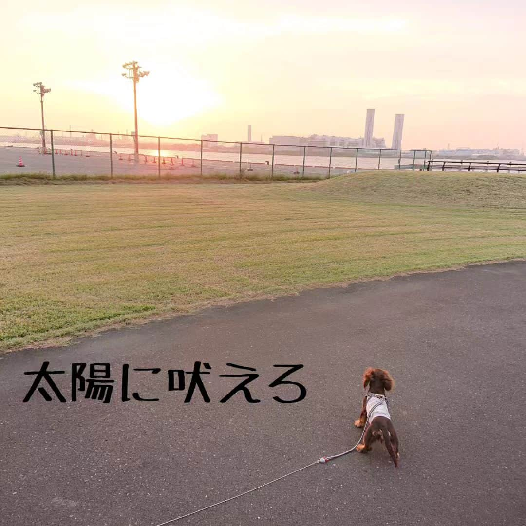 くるみんのインスタグラム：「* いつかのお散歩🐾 この公園は工業地帯にあるので、平日は人もワン子も少なくてお散歩しやすい。 車がハイブリッドに変わったので燃費が良くて毎日のように車で30分くらいかけてここに散歩に行ってた。 安静解除になったらまた行こう❗  ②昨日、スマホの機種変してきた。 Googleピクセル 7aというやつ。 今までのスマホ、4年使いました😆 まだまだ使えるんだけど、プランをirumoに変えたいのと充電器が接触悪いようで。 どうせなら変えちゃえ！って機種変したのに、充電器はセットではなくて今までの使って下さいだって。 結局充電器買わなきゃ😃 使い方が分からず、古いスマホでpostしてますwww  #カニンヘンダックスパピー #カニンヘンダックスの日常 #カニンヘンダックスフンド #カニンヘンダックスフント #カニンヘンダックスフンドチョコタン #カニンヘン #カニンヘンダックス #カニンヘン多頭飼い #カニンヘンの会 #チョコタンダックスフント #チョコタンダックスフンド #チョコタンダックス #チョコタン #ダックス多頭飼い #ダックスフントカニンヘン #ダックスフント #ダックスフンド #ダックス #ダックスの日常 #ダックスパピー #ダックスフンドカニンヘン #ダックス部 #ダックス短足部 #いぬばか部 #いぬすたぐらむ #短足部 #レインボーシャワーケネル出身 #googlepixel #dachshund #dachs」