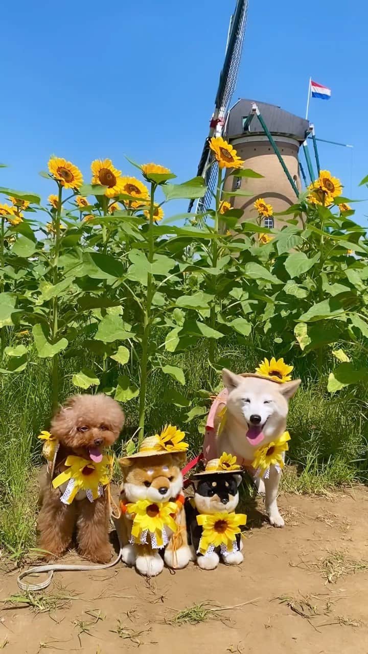 柴犬 けんしろう ゆりあのインスタグラム：「🌻🐶🐶🐶🐶🌻  昨日かわい子ちゃんたちと 夏、先取り遠足してきました🚙🌻  夏の青空と黄色のひまわり 最高すぎました〜😍💙💛  〜つづく〜  #佐倉ふるさと広場  #ひまわり #sunflower  #まめまろけんゆり」