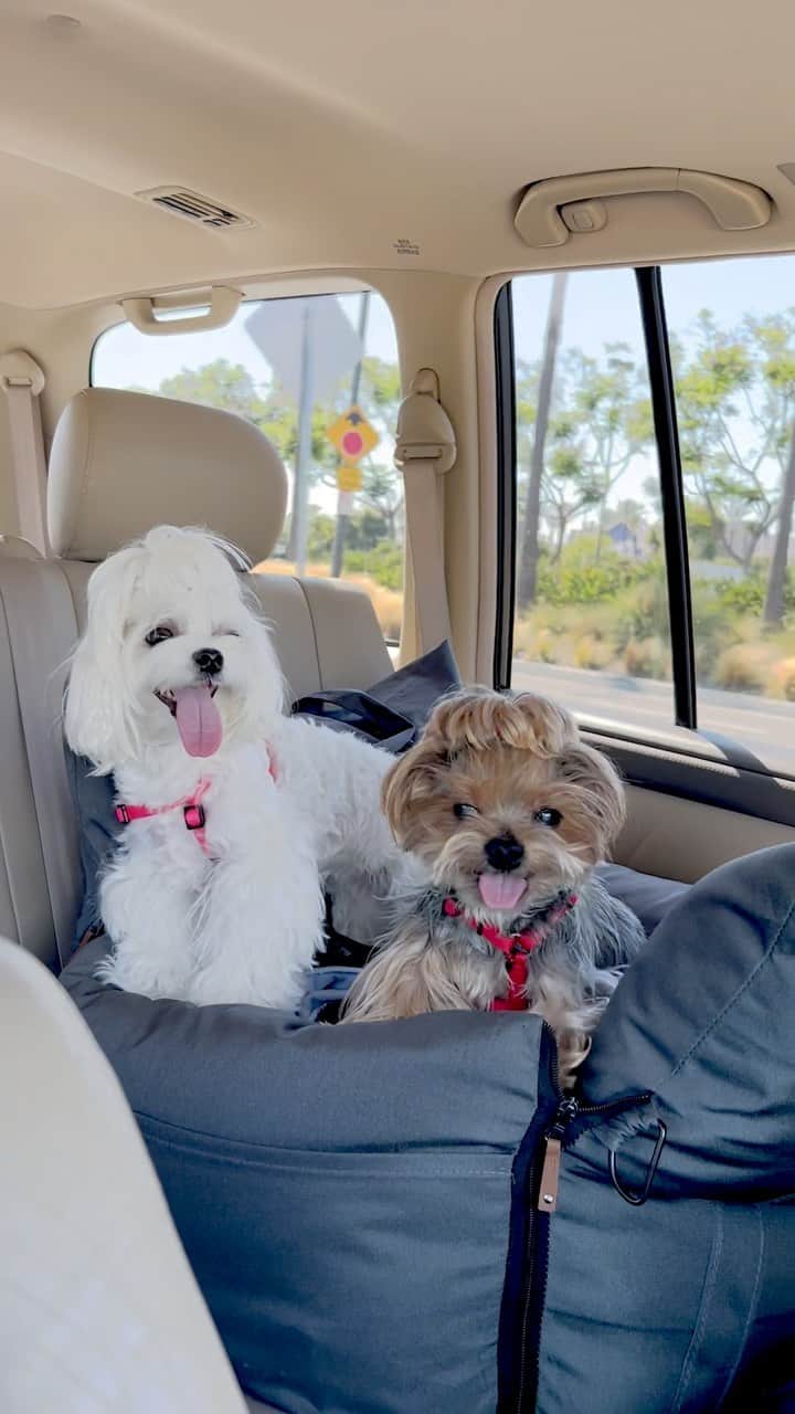 Kodie Bearのインスタグラム：「🐶🌸Where are we going Daddy? Daddy says it will be a long ride crossing three counties - from Orange to San Bernardino to Riverside counties… 🚗💨💨💨💨💨」