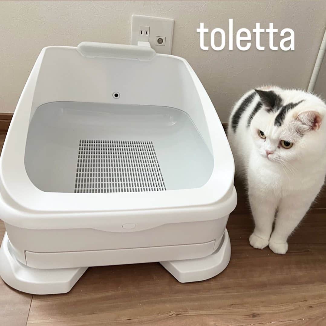 Chiyomame ちよまめのインスタグラム：「⭐️Amazonプライムデーで 年内最安 50%オフでトレッタが販売中⭐️  我が家も話題の猫トイレ #トレッタ　@toletta.cat  愛用中です🐈  おトイレを使ってもらうだけで、 アプリで体調管理ができるし 観察もできちゃう😚 すごいのが、多頭飼いでもちゃんと管理ができること！　体重も測ってくれるよ🐈‍⬛ おトイレの様子から健康管理もできる とっても賢いおトイレです🌟  😻ストーリーズのリンクからご覧下さい ハイライト（トレッタsale）からも飛べますよ👍  7/11(火)〜7/12（水)23：59まで Amazonタイムセール中🎊  迷っている方はこの機会に始めてみて下さい😆 詳しくは公式アカウント→ @toletta.cat   #トレッタ #PR  #scottishfold_kikuhiko #ScottishFold_yuzu #ゆず丸#cats #catstagram #kitten #kitty #catsofinstagram #ilovemycat #catoftheday #lovecats #スコティッシュフォールド#ScottishFold #adorable #catlover #instacat #baby #babycat #thedailykitten#猫 #子猫」