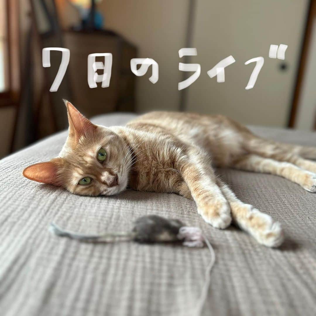 岡田梨沙のインスタグラム：「暑いね…🐈  今月はいろんなバンドに出没するのでライブのお知らせをまとめてみました😃  こたとま、2回目のサポートは海の家で。 ニコルズはいつも楽しいハンドメイドインジャパンに。 ワイワイズとモノノフルーツのダブルヘッダーで、懐かしいメンツ集まりまくりの同窓会イベントもあったり。 吉田建さんとのオーケストラバンド、The Pirates A Go Goは新曲満載！さらにわたしも一曲歌うかも…  ということで、楽しく7月乗り切りたいと思います。 どこかでお会いできたら嬉しいです！  🏖️小川コータ＆とまそん 2023/07/15 at 海の家 DAY DREAMER’S DECK  🌞D.W.ニコルズ 2023/07/22 at 東京ビッグサイト「HandMade In Japan Fes 2023」  🍻ザ・ワイワイズ/モノノフルーツ 2023/07/23 at 新宿レッドクロス 「red cloth 20th ANNIVERSARY番外編-レッドクロス同窓会」  ⚓️The Pirates A Go Go 2023/07/28 at 汐留Blue Mood 「THE END OF THE WORLD」  詳しくは risaland.com にて！」