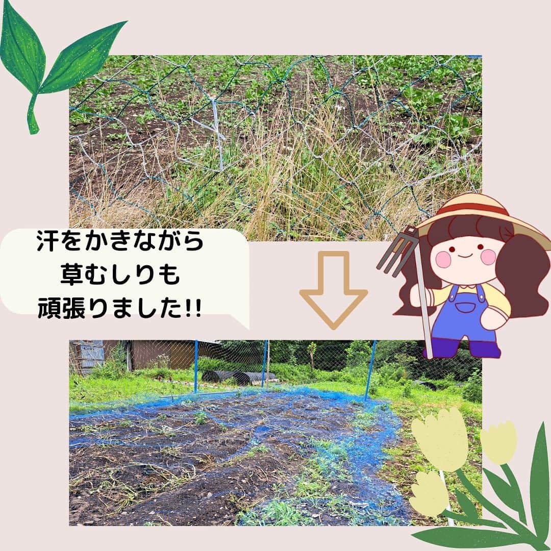 共愛COCOさんのインスタグラム写真 - (共愛COCOInstagram)「今回のみまもり隊では、わらび畑の草むしりと畑の柵たてを行いました！ 雨天になるかと思いましたが、カラッと晴れた日になり、汗だくになりながら作業をしました🥵 しかし、晴れた日だからこそ平出の豊かな自然を堪能することができたので、非常に楽しかったです♪ 私は今回が初めてのみまもり隊参加だったのですが、作業を終えたあとの達成感と共にやりがいをとても感じる一日となりました！ 次回のみまもり隊も頑張りたいです！！  国際コース 1年 浅見 未来  HP： https://www.kyoaicoco.com #共愛学園前橋国際大学 #共愛COCO #kyoai  #みなかみ #水上 #minakami #群馬県 #群馬 #gumma #みまもり隊 #平出 #平出集落」7月11日 11時05分 - kyoaicoco