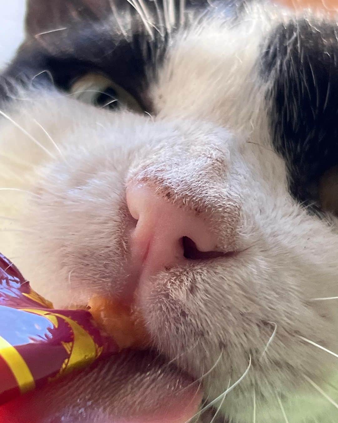 Kachimo Yoshimatsuのインスタグラム：「おはようイカスミ Good Morning Ikasumi 暑いから、うちに入らないか？ 中は涼しいよ！  #うちの猫ら #猫 #ikasumi #ねこ #ニャンスタグラム #にゃんすたぐらむ #ねこのきもち #cat #ネコ #catstagram #ネコ部 http://kachimo.exblog.jp」