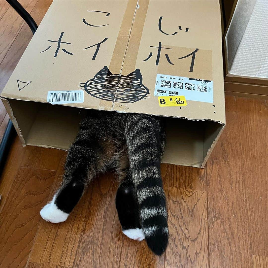 のインスタグラム：「出勤間際に面白い事しないで欲しい。  #遅刻ギリギリ #でも撮らざるを得ない #KOTETSU#catoftheday #instacat_meows  #ねこ部 #냥스타그램 #캣스타그램 #cat #猫 #ネコ #ねこ #고양이  #catlover #instacat #cutecat #catstagram #lovecat #CAT」