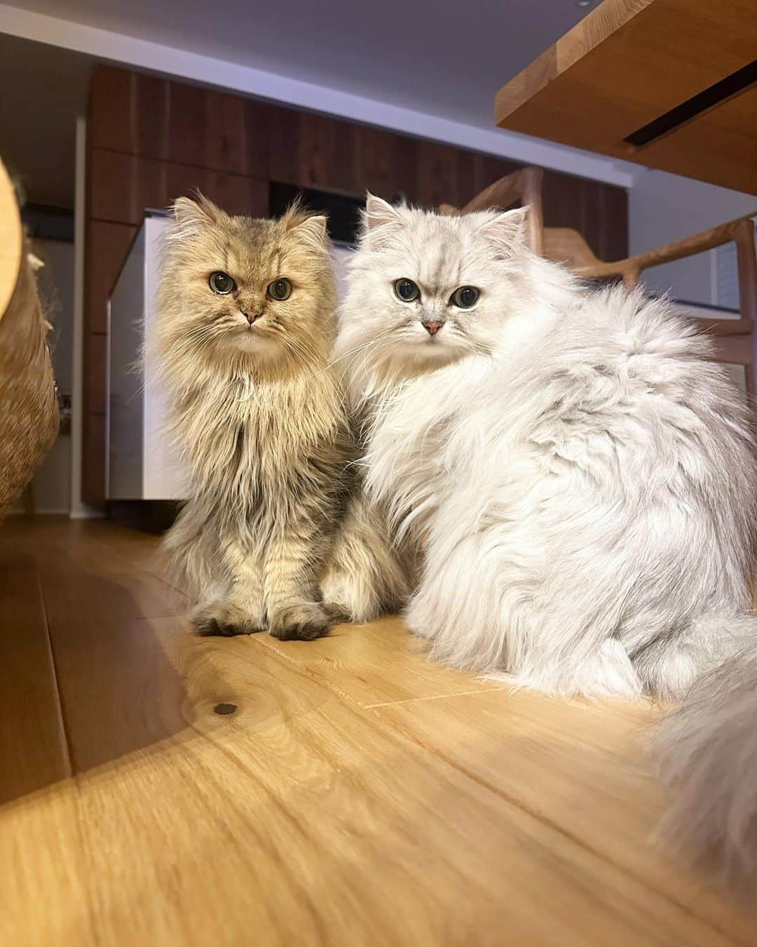 兄弟猫と私と夫の2トムのまいにちのインスタグラム：「ママ熱中症になりかけたらしいなのよ。  1万歩散歩もいいけど、 水とお塩は摂らないとなのねー。  みんなも気をつけてなのー。  cat#cats#catstagram#catstagram_japan#instacat#cutecat#cutepetclub#bestcats#world_kawaii_cat#catoftheday#meow#bestmeow#TheDailyKitten#ねこ#ネコ#猫#ねこ部#ふわもこ部#pecoねこ部#みんねこ#チンチラ#チンチラゴールデン#チンチラシルバー#ペルシャ#ふぅ豆#みぃ豆」