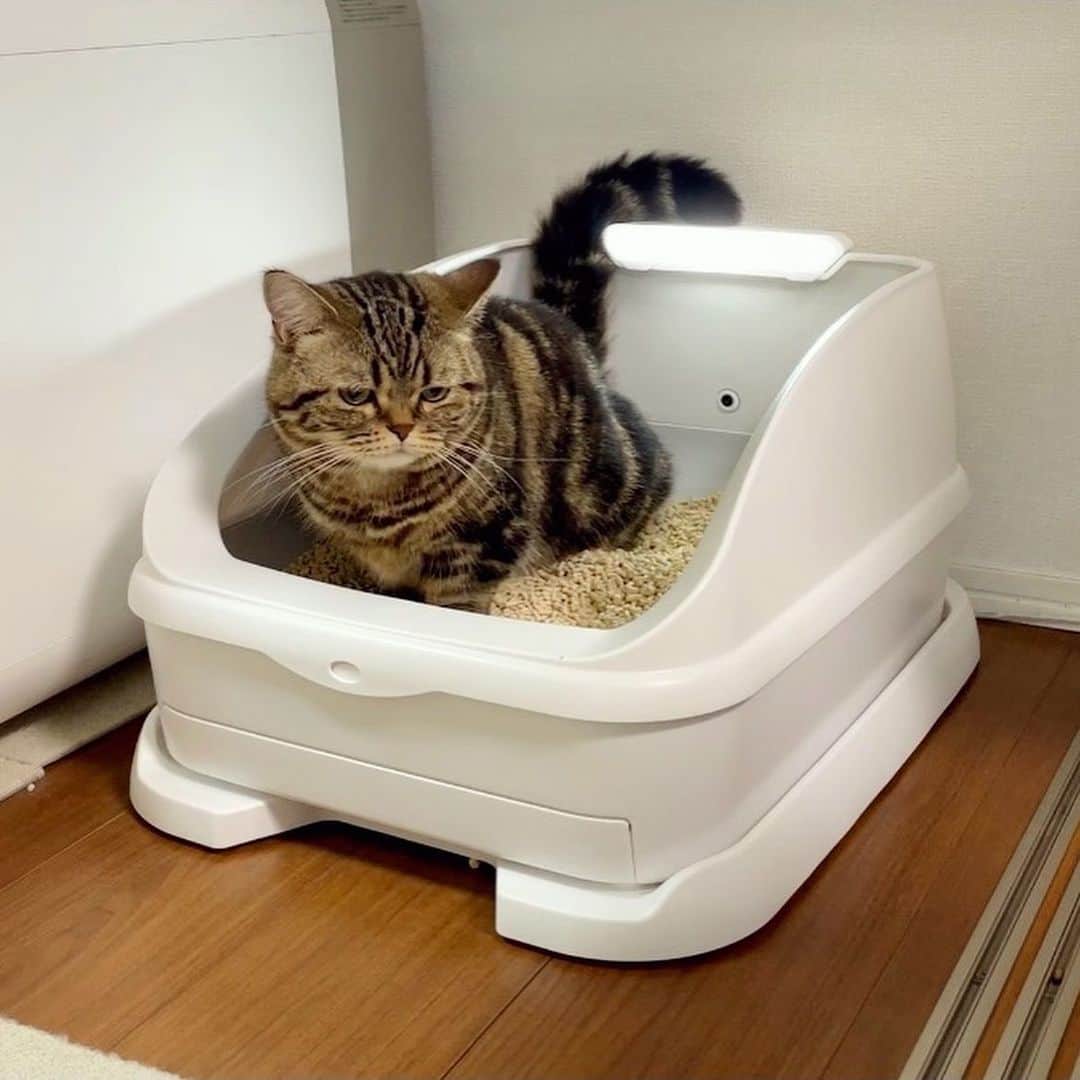 Purin_munchkincatのインスタグラム：「以前から使ってる猫トイレのトレッタ(@toletta.cat )についてです💡 飼い主が寝ている間も、出掛けている時も、見守ってくれて愛猫の些細な変化に気付いてくれる、頼れる猫トイレ🐈✨  我が家で愛用中のカメラ付き見守りトイレ「toletta」がAmazonプライムデーで、7/11(火)〜12(水)23:59の期間50%OFF！！ 6,980円→3,940円で販売されています！ 年内最安値だそうで、とってもお得ですよ😳  使い始めはトレッタを使ってほしくて試行錯誤して、ようやく使ってくれるようになった！と思ったらまたしばらくして使ってくれなくなり… 最近突然メルが使い始めて、メル専用トイレになりました😂 メルはプリンよりも意思表示が分かりづらいから、トイレで体調の変化とか気付けるのは助かります☺️  ストーリーズにリンク貼っておくので、気になる方は是非チェックしてね！  #pr #トレッタ」