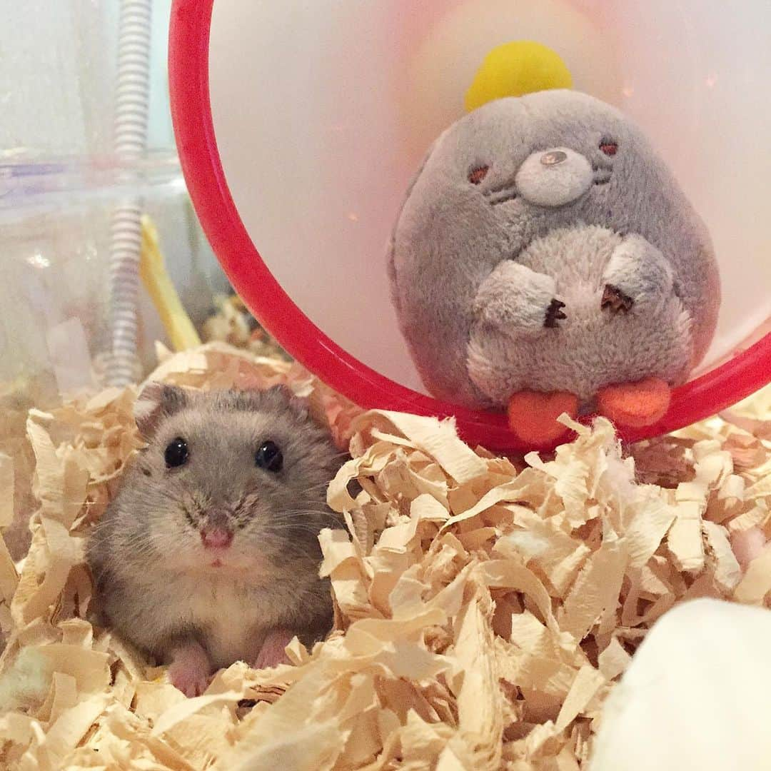 hamster_mocoのインスタグラム