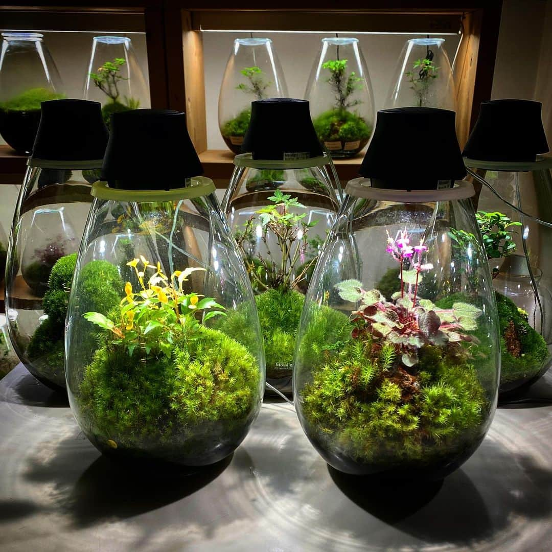 Mosslight-LEDさんのインスタグラム写真 - (Mosslight-LEDInstagram)「Mosslight  #mosslight #モスライト  #terrarim#テラリウム #moss#苔#コケ#paludariums #パルダリウム #terrariums#terariums #terariumdesign #terrariumsdesigns#lightart」7月11日 13時03分 - mosslight1955