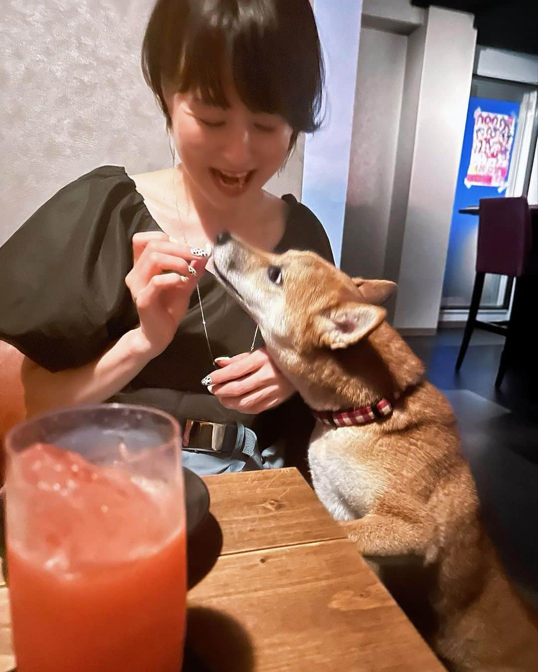 岩瀬玲のインスタグラム：「前から行きたい行きたいと思っていた 柴犬のいるBAR 木蓮さんにやっと行ってきましたー @barmokuren   看板犬の卯月ちゃんに会いたくて会いたくて🥰🥰  場所は幡ヶ谷の駅近 素敵なBARで カウンターとソファ席があって ソファ席だと卯月ちゃんがきてくれるらしいので もちろんソファ席🥰  卯月ちゃんがめちゃめちゃいい子で おとなしい上にめちゃめちゃ懐っこい完璧な柴犬ちゃんでした🥰🥰  撫でられても嫌がらないし 今まで見た柴犬で1番いい子だったかも  そしてBARは本格的なBAR ウイスキーにこだわってるみたいだけど、わたしは同じくこだわってるカクテルを2杯  そしてお料理がめちゃめちゃ美味しかったー BARってあんまりご飯のイメージないけどちゃんとしてるー  卯月ちゃんは手からおやつ食べてくれるし ずっとそばにいてくれるし最高  ここは電車乗ってまでも行く価値あるー また卯月ちゃんに会いに行きたいな  柴犬好き 癒されたい 美味しいお酒好き そんな方はぜひ🐶❤️  PR #bar木蓮 #barmokuren #渋谷bar #渋谷バー #幡ヶ谷バー #看板犬がいるお店  #幡ヶ谷グルメ #看板わんこ #柴犬 #shibainu」